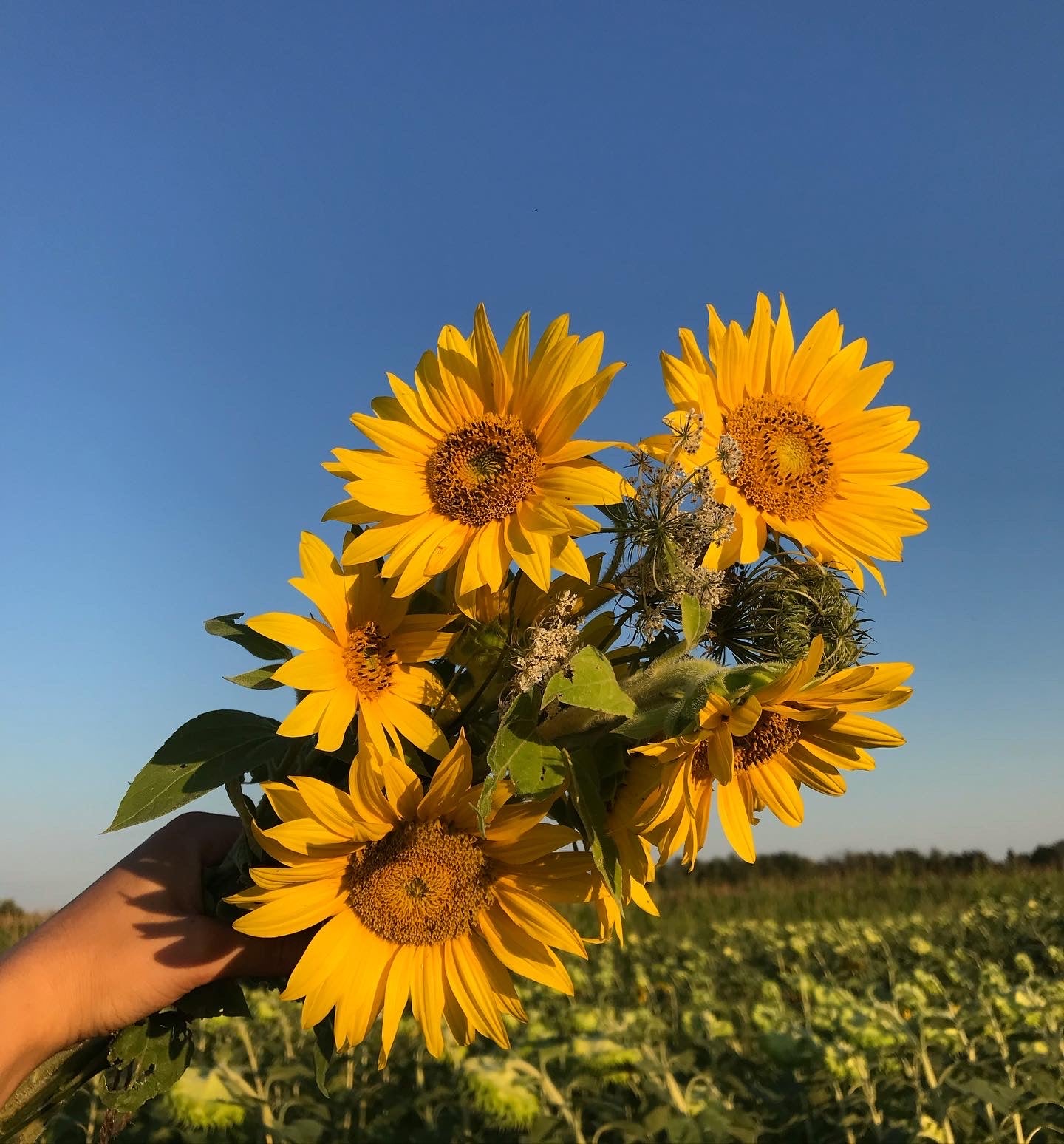 Bouquet de tournesols et fleurs du moment