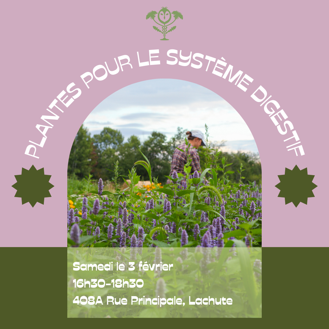 Atelier - Plantes pour le système digestif