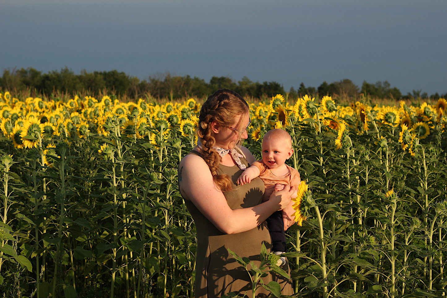 Location du champ de tournesols
