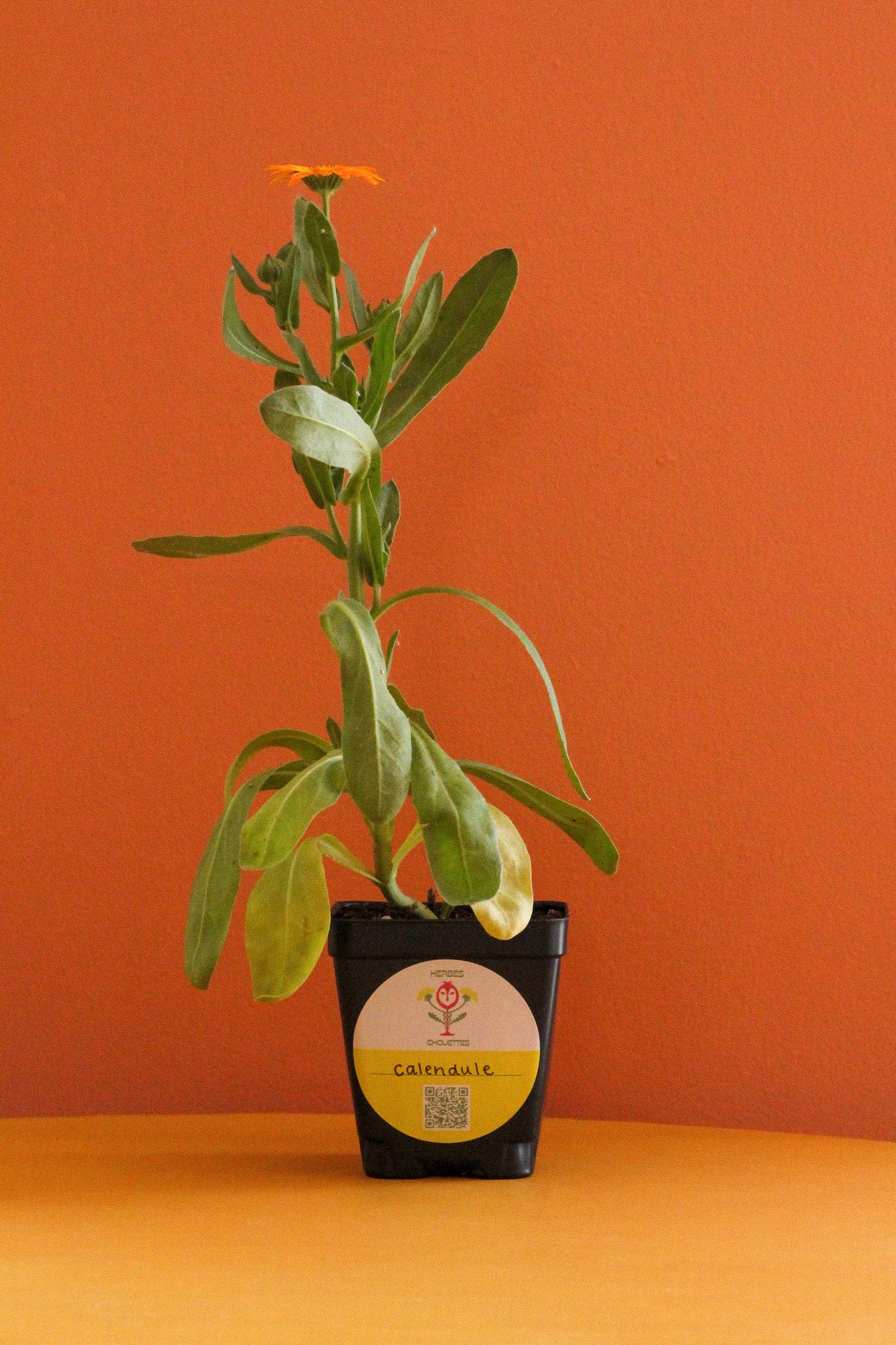 Semis de calendule grand