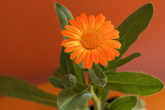 Semis de calendule grand