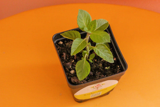 Semis de basilic sacré