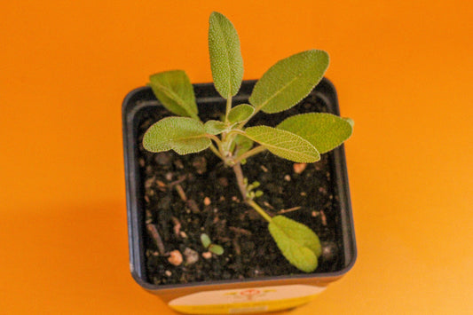 Semis de sauge petit