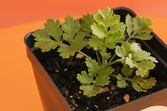 Semis de grande camomille petit