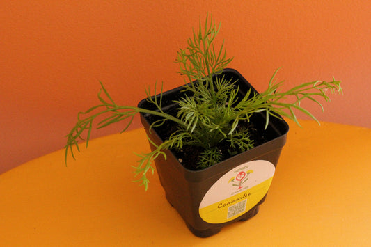 Semis de camomille allemande