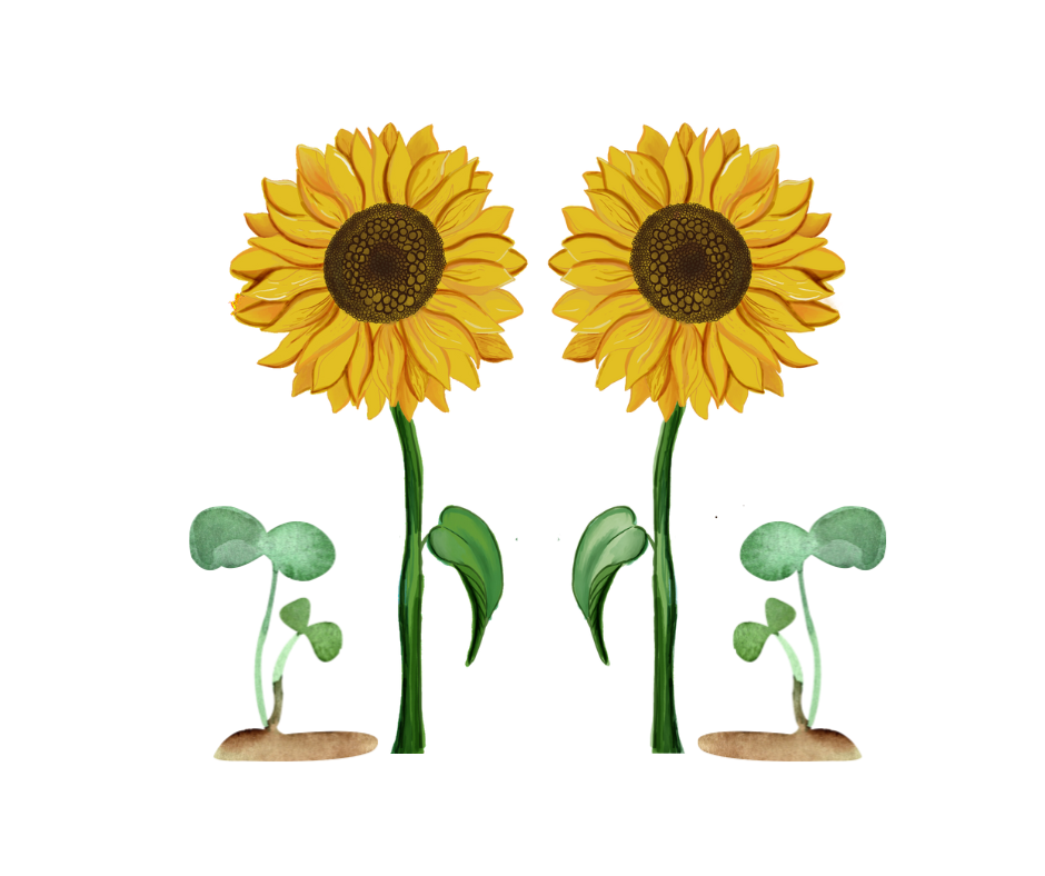 Autocueillette de tournesols