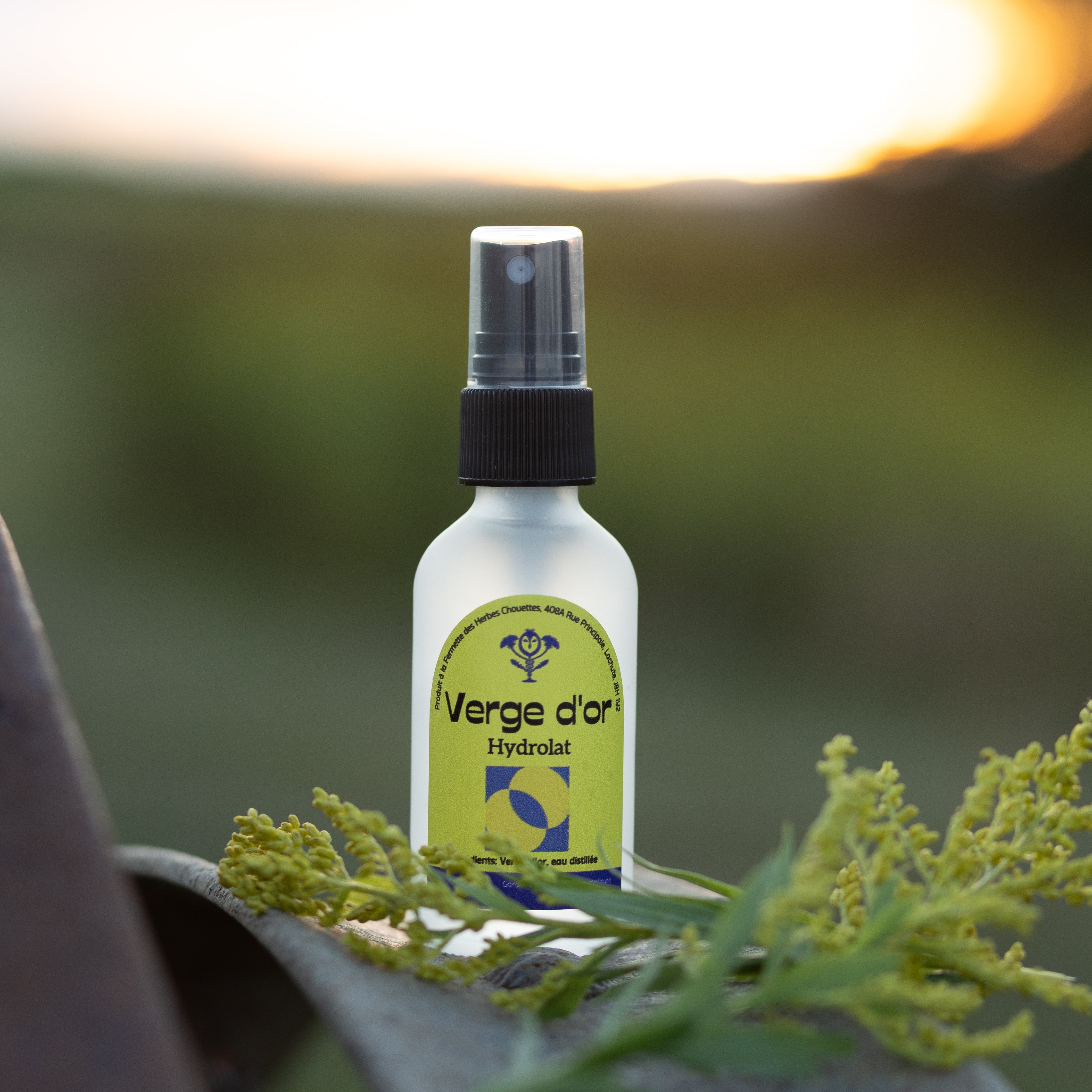 Hydrolat de verge d’or