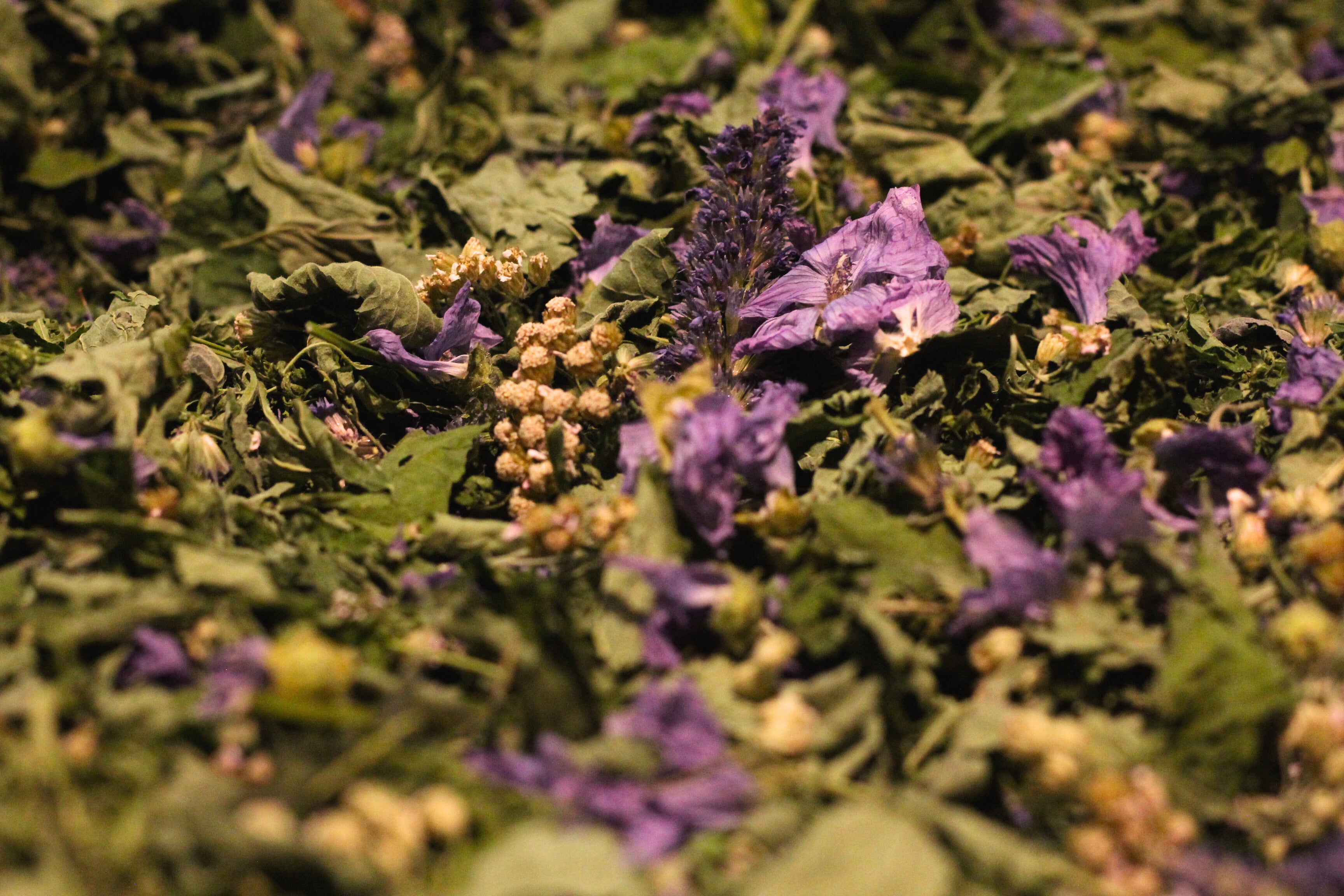 Tisane Douce Bombance