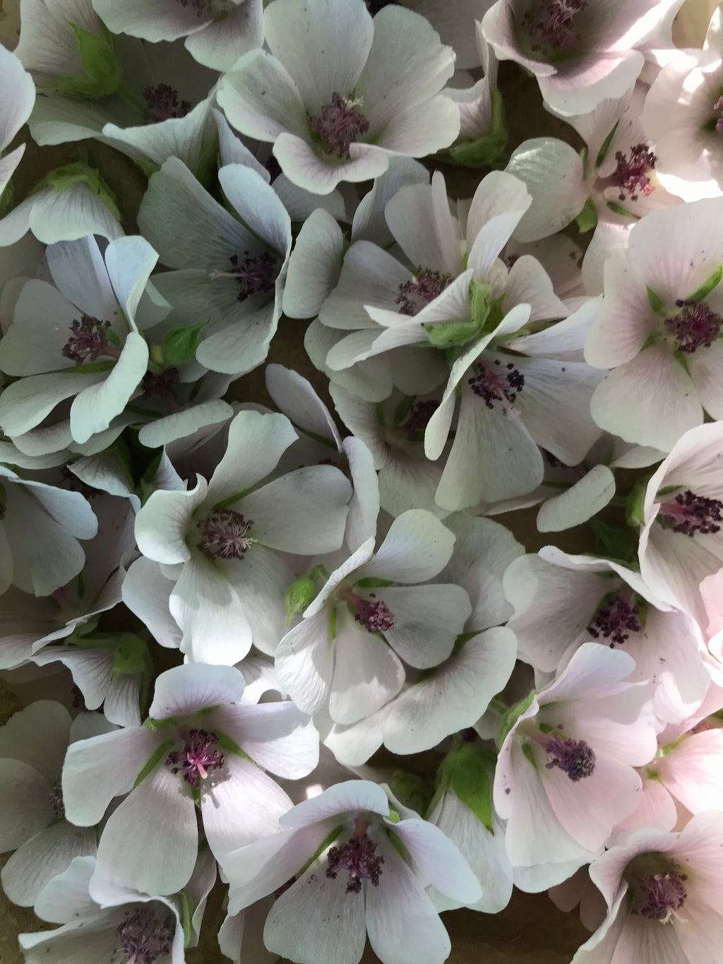 Fleurs de guimauve séchées