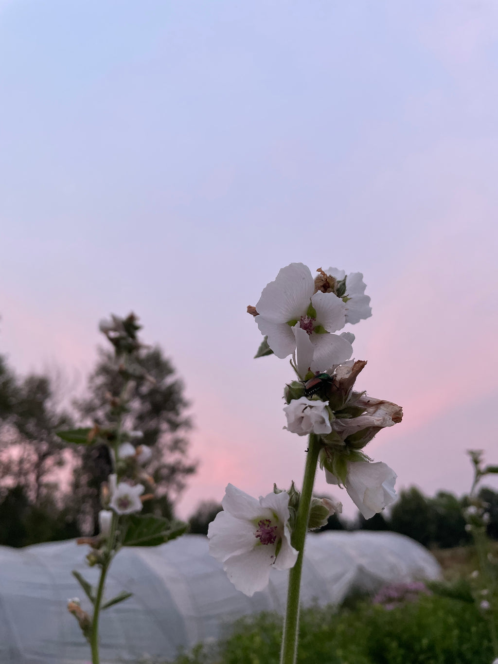 Fleurs de guimauve séchées
