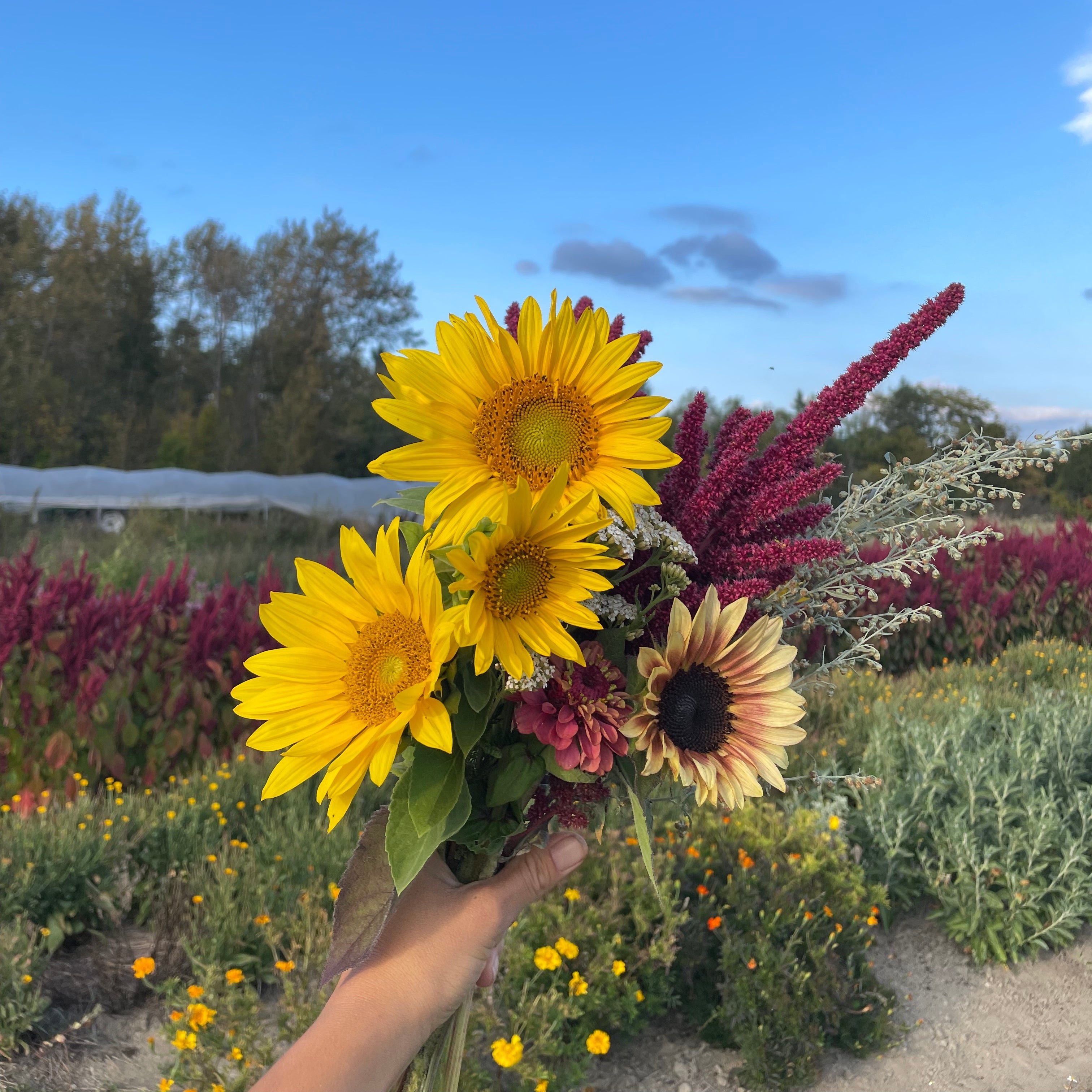 Pré-commande d'un bouquet de tournesols et fleurs du moment