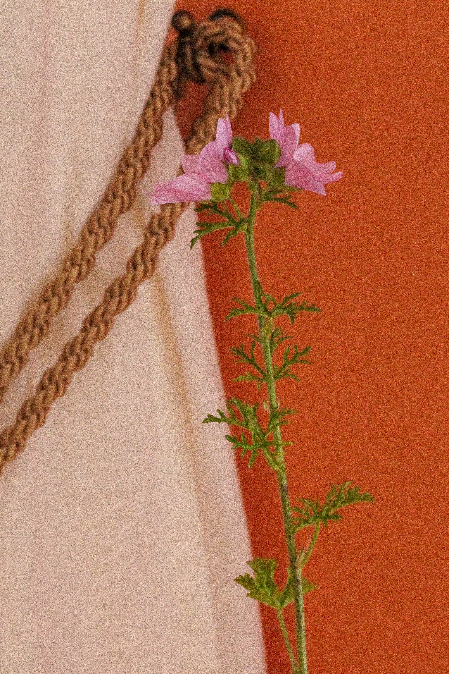 Semis de mauve