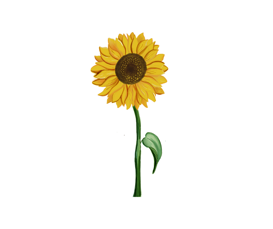 Adulte - Autocueillette de tournesols