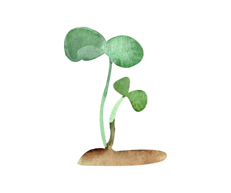 Enfant - Autocueillette de tournesols